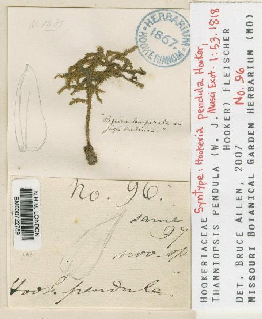 Thamniopsis pendula (Hook.f.) Fleisch - BM000722759