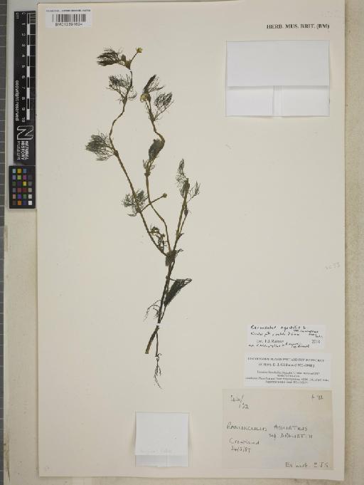 Ranunculus aquatilis var. submersus Gren. & Godr. - BM013391624