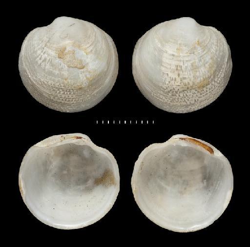 Lucina caelata subterclass Euheterodonta Reeve, 1850 - 196365_1_01