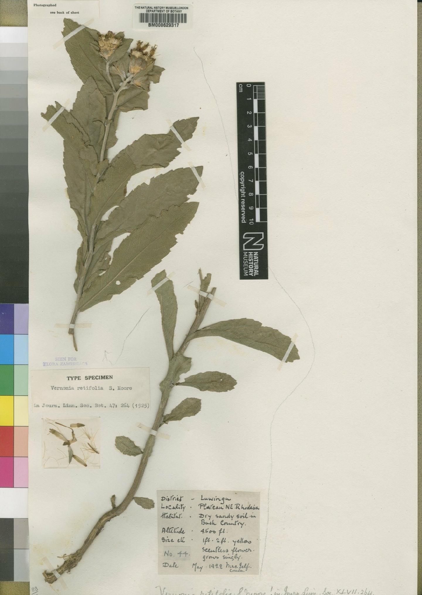 To NHMUK collection (Vernonia retifolia Moore; Type; NHMUK:ecatalogue:4528547)