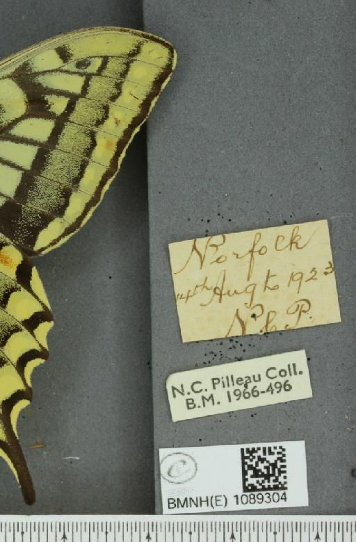 Papilio machaon britannicus Seitz, 1907 - BMNHE_1089304_label_64098