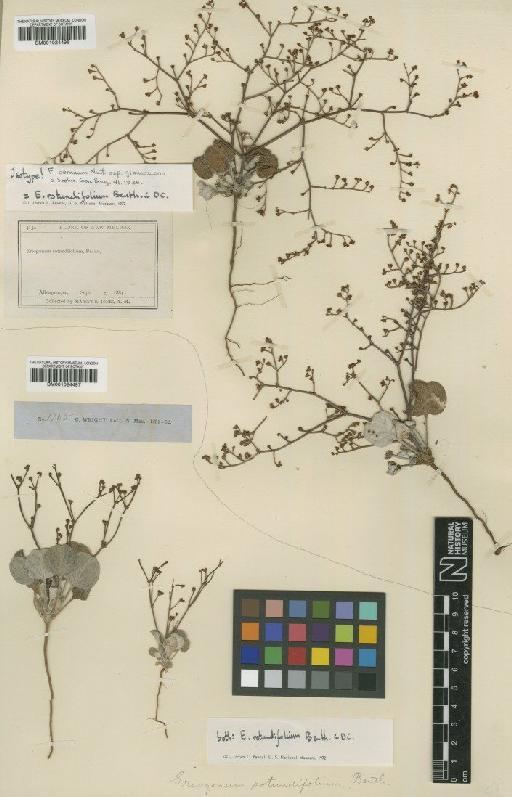 Eriogonum cernuum subsp. glaucescens S.Stokes - BM001024497