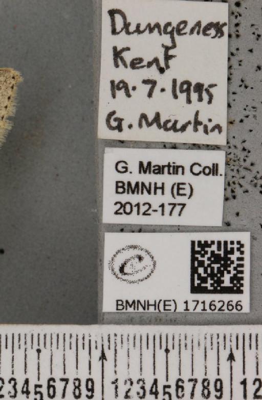 Scopula marginepunctata (Goeze, 1781) - BMNHE_1716266_label_269473