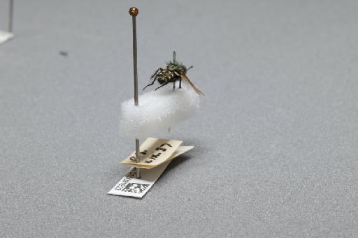 Sarcophaga (Myorhina) nigriventris Meigen, 1826 - 015091923_additional_1