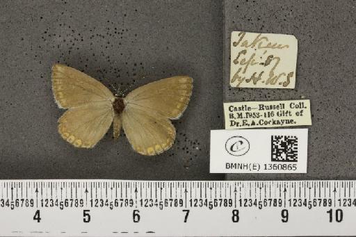 Lysandra bellargus ab. pallida Austin, 1890 - BMNHE_1360865_181621
