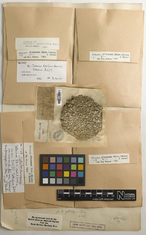 Pertusaria albescens (Huds.) M.Choisy & Werner - BM000975676