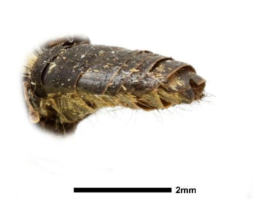 Exoprosopa angusta Bezzi, 1924 - 013660418, PARATYPE, Exoprosopa angusta Bezzi TERMINALIA