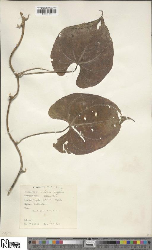 Dioscorea L. - BM001051959