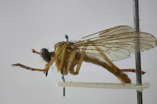 Diogmites imitator Carrera, 1953 - NHMUK014427938_Diogmites_imitator_wholebody_lateral