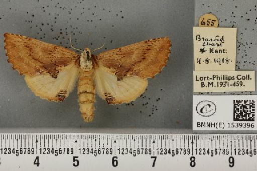 Ptilodon capucina (Linnaeus, 1758) - BMNHE_1539396_246976