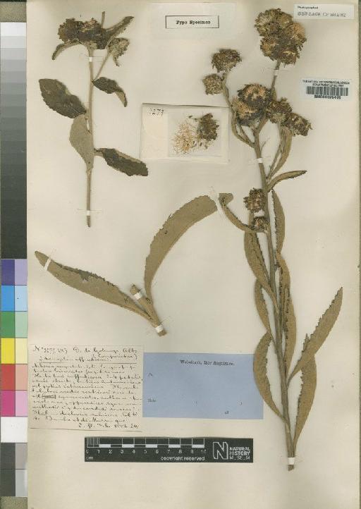 Vernonia ulophylla O.Hoffm. - BM000629493