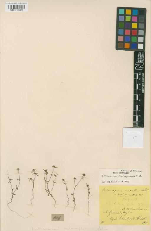 Mitracarpus microspermus K. Schum. - BM014124066