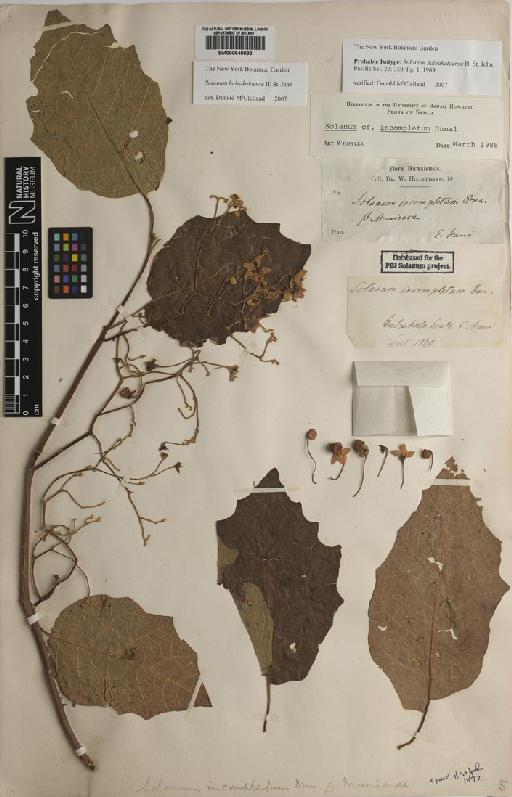 Solanum hillebrandii H.St.John - BM000846688