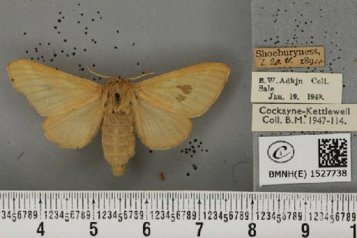 Malacosoma castrensis ab. taraxacoides Bellier, 1851 - BMNHE_1527738_199388