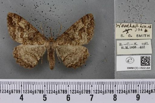 Alcis repandata repandata (Linnaeus, 1758) - BMNHE_1922164_477399