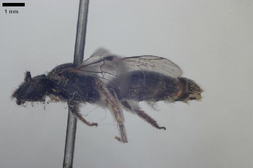 Melitta punctulata Kirby, 1802 - 013380583-NHMUK-Melitta_punctulata-holotype-female-habitus-lateral-1_25x