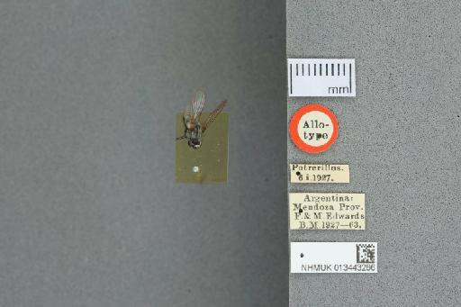 Lispoides argentina Malloch, 1934 - 013443266_Lispoides_argentina_AT_labels