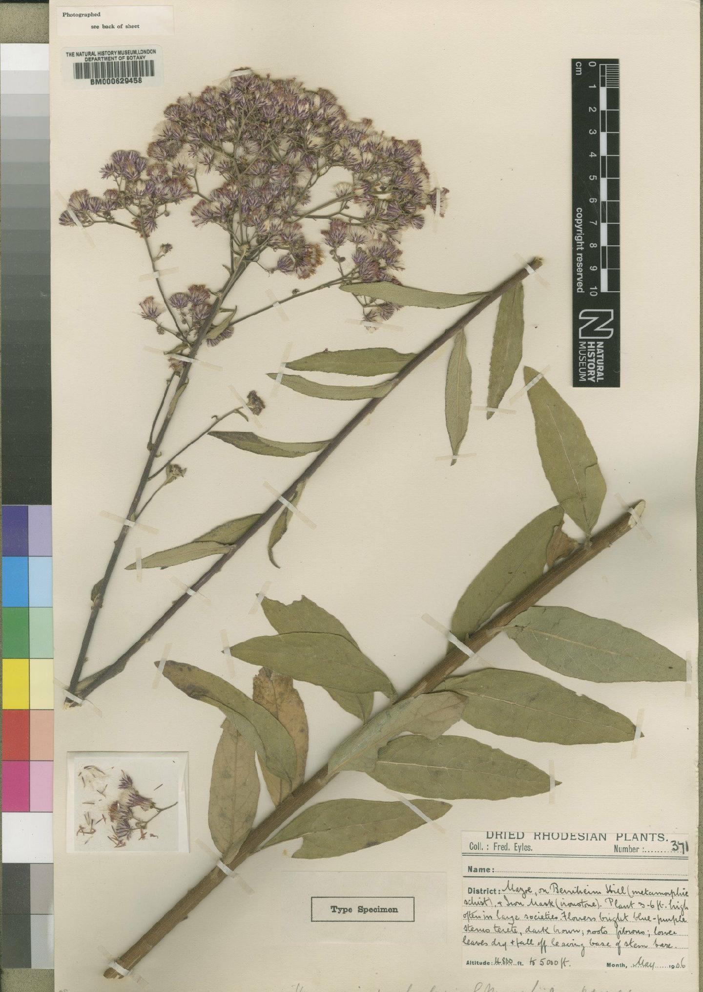 To NHMUK collection (Vernonia karaguensis Oliv. & Hiern; Holotype; NHMUK:ecatalogue:4528619)