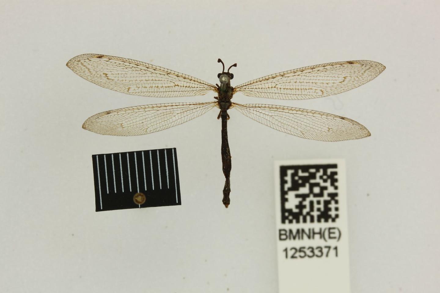 Obus arenosus
