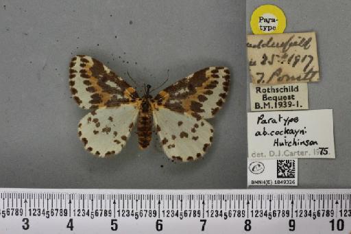 Abraxas grossulariata ab. cockayni Hutchinson, 1974 - BMNHE_1849326_414243