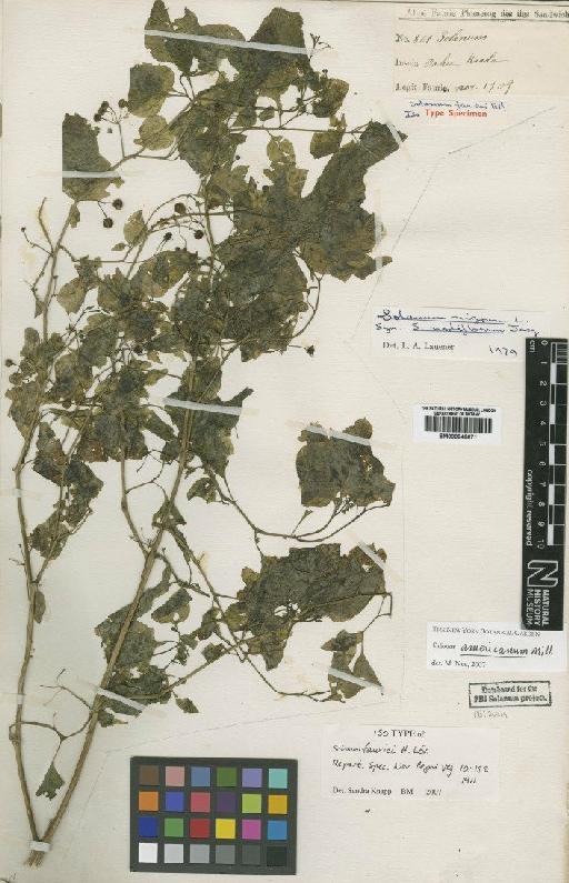 Solanum americanum Mill. - BM000846671