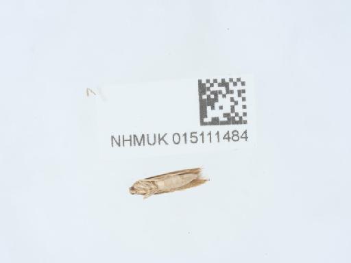 Sitotroga cerealella Olivier, 1789 - 015111484_2
