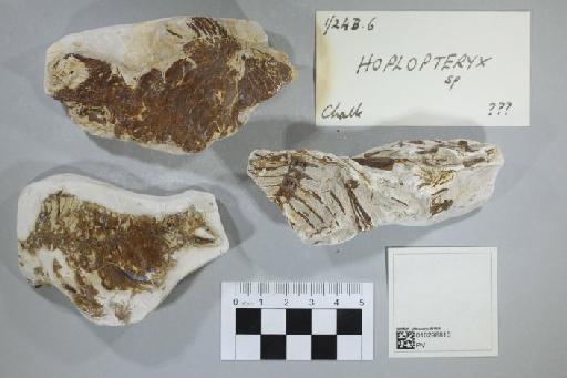 Hoplopteryx Agassiz, 1838 - 010298810_L010092204