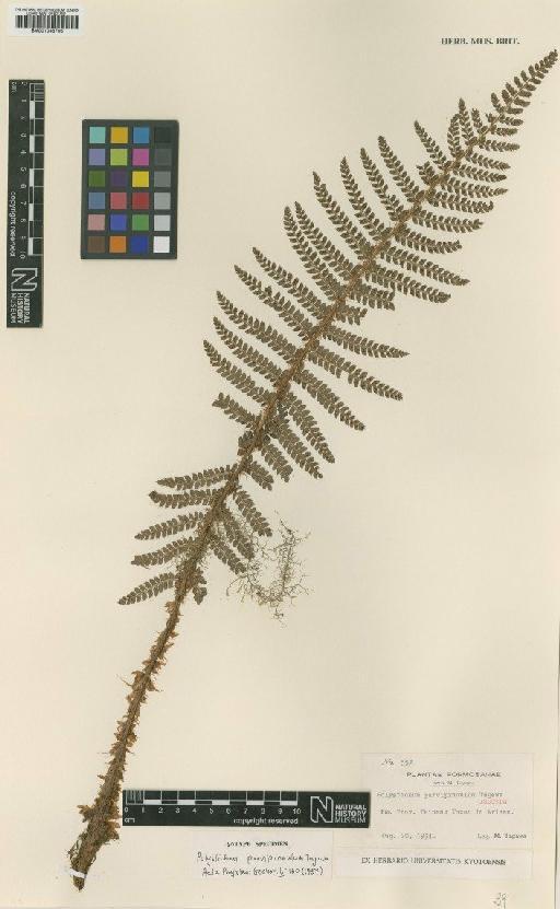 Polystichum parvipinnulum Tagawa - BM001048706
