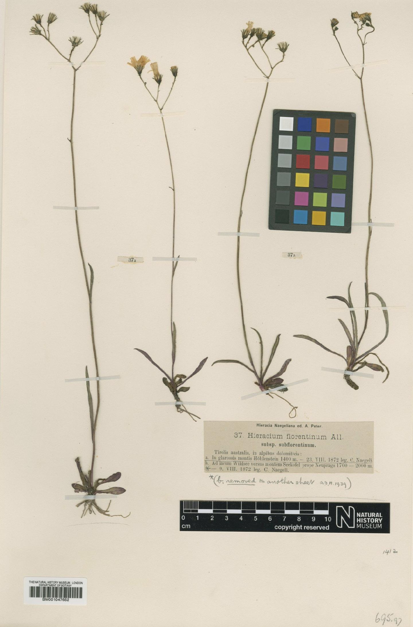 To NHMUK collection (Hieracium florentinum subsp. subflorentinum Nägeli & Peter; NHMUK:ecatalogue:2803838)