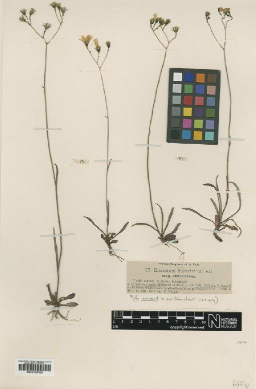 Hieracium florentinum subsp. subflorentinum Nägeli & Peter - BM001047652