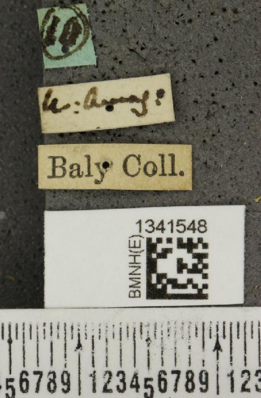 Gynandrobrotica caviceps (Baly, 1889) - BMNHE_1341548_label_23497