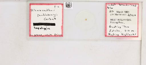 Aleurocanthus pendleburyi Corbett, 1935 - 013486381_117682_1091418_828698_Type