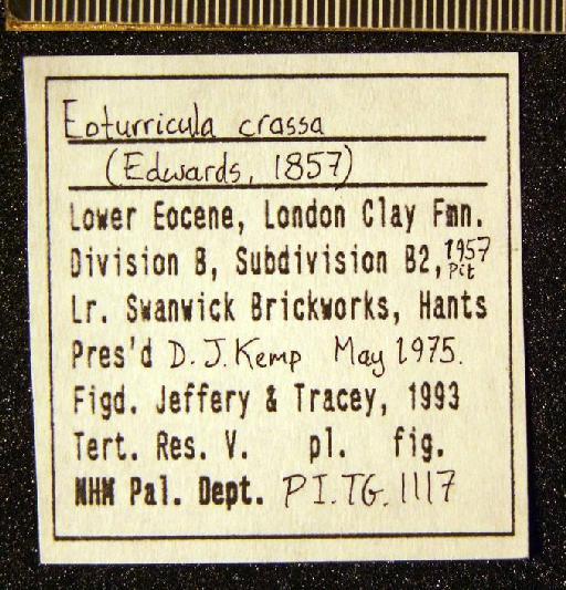 Turricula (Orthosurcula) crassa (Edwards, 1857) - TG 1117. Turricula (Orthosurcula) crassa (label 3)