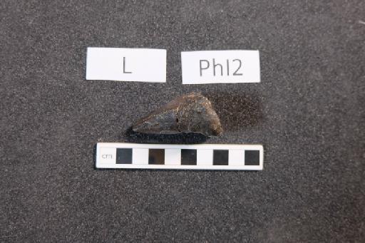 Mantellisaurus atherfieldensis (Hooley, 1925) - R5764-Mantellisaurus_R5764_Left_PhI2_Thumb_Spike-4