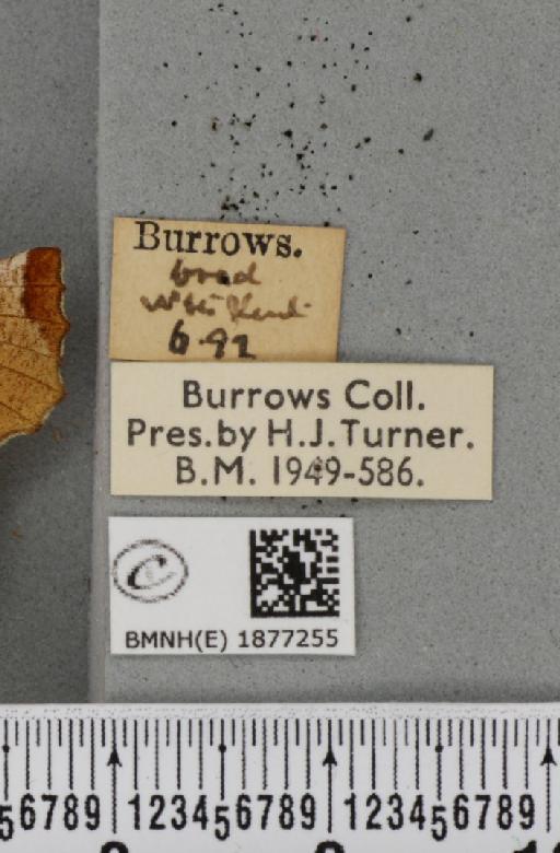 Selenia lunularia ab. brunnea Lempke, 1951 - BMNHE_1877255_label_448349