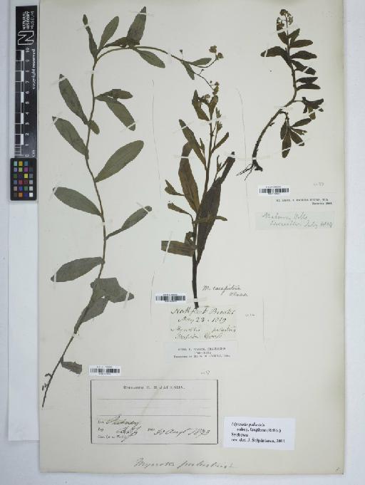 Myosotis palustris subsp. laxiflora (Rchb.) Sychowa - BM001168012