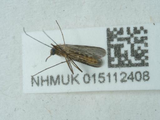 Culicidae Meigen, 1818 - 015112408_2