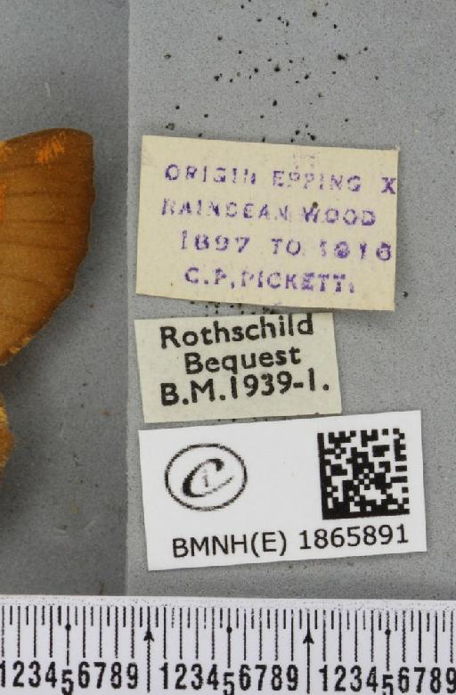 Angerona prunaria ab. corylaria Thunberg, 1781 - BMNHE_1865891_label_431202