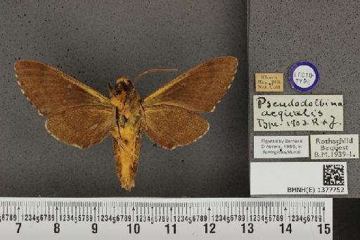 Pseudodolbina aequalis Rothschild & Jordan, 1903 - BMNH(E) 1377752 Pseudodolbina aequalis ventral and labels.JPG