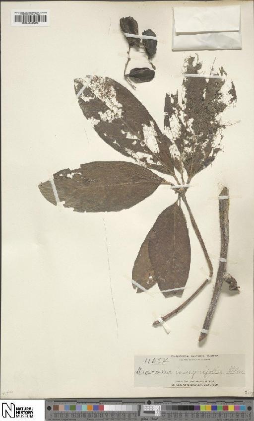Dioscorea cumingii Prain & Burkill - BM001049839