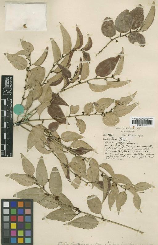 Phyllanthus gneissicus S.Moore - BM001014878