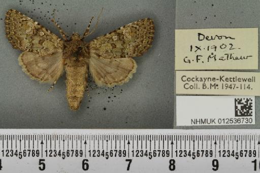 Polymixis lichenea ab. ochracea Siviter Smith, 1942 - NHMUK_012536730_645949