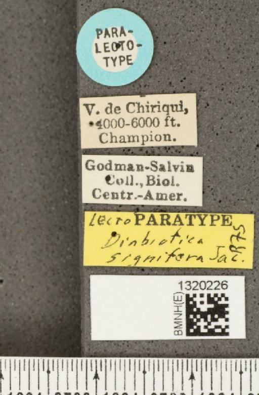 Diabrotica signifera Jacoby, 1887 - BMNHE_1320226_label_18052