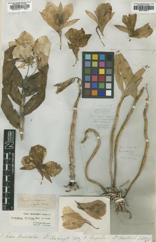 Dendrobium formosum Roxb. ex Lindl. - BM000505677