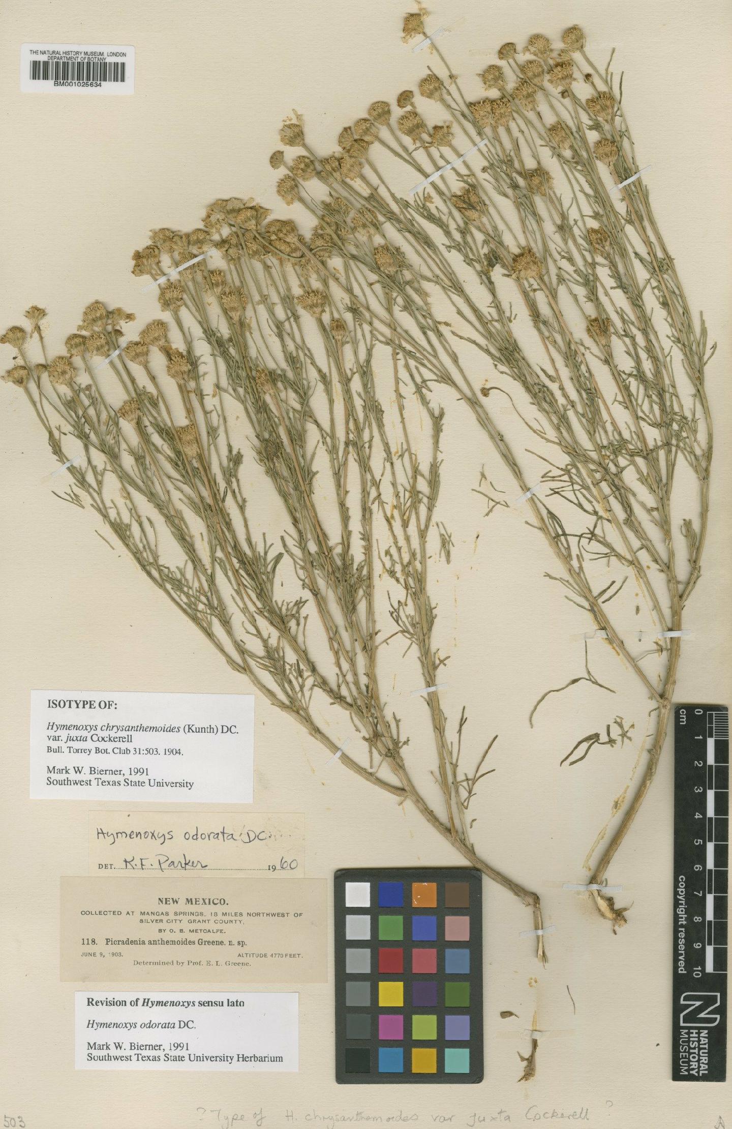 To NHMUK collection (Hymenoxys chrysanthemoides var. juxta Cockerell; Isotype; NHMUK:ecatalogue:1185621)