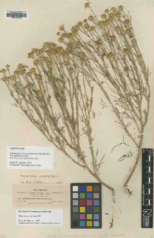 Hymenoxys chrysanthemoides var. juxta Cockerell - BM001025634