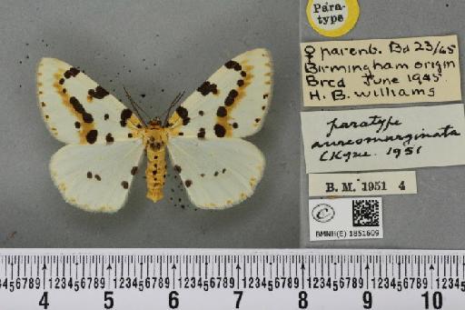 Abraxas grossulariata ab. aureomarginata Cockayne, 1951 - BMNHE_1851609_415016