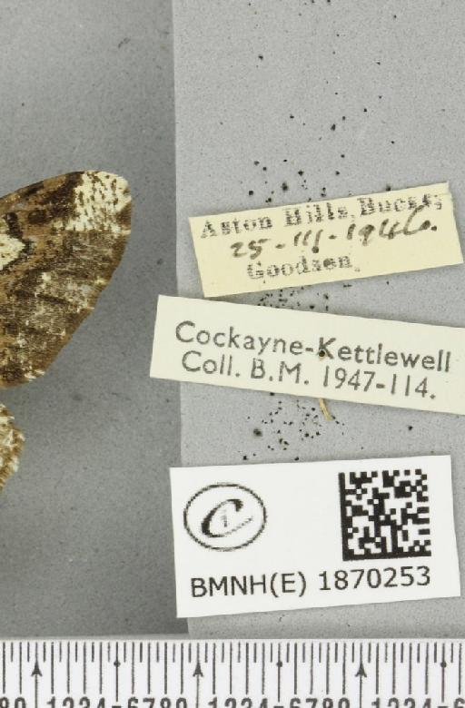 Biston strataria (Hufnagel, 1767) - BMNHE_1870253_label_460647