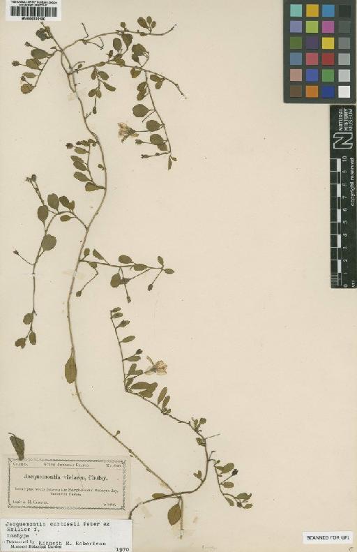 Jacquemontia curtisii Peter ex Hallier f. - BM000906138
