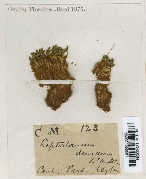 Leptostomum densum Thwaites & Mitt. - BM001086581